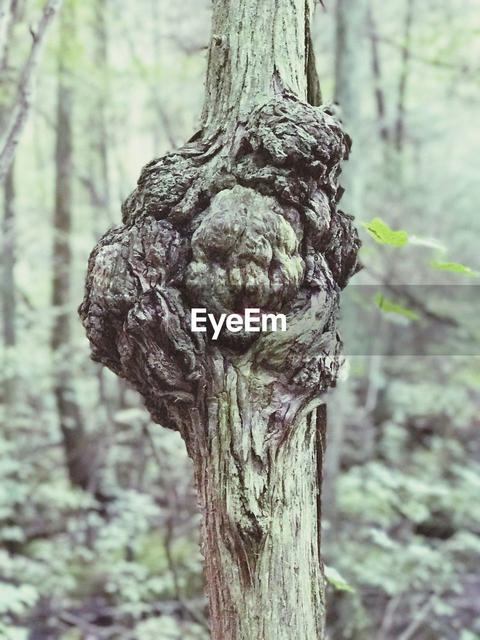 CLOSE-UP OF TREE TRUNKS IN FOREST