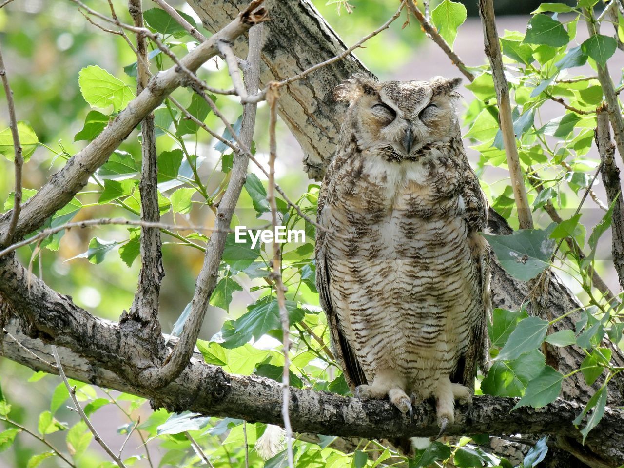 CLOSE-UP OF OWL PERCHING ON BRANCH