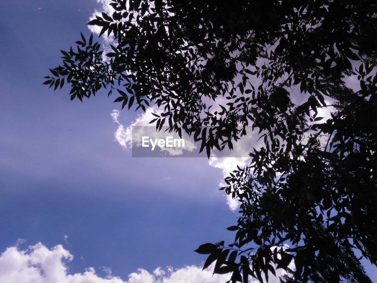 LOW ANGLE VIEW OF TREES AGAINST BLUE SKY