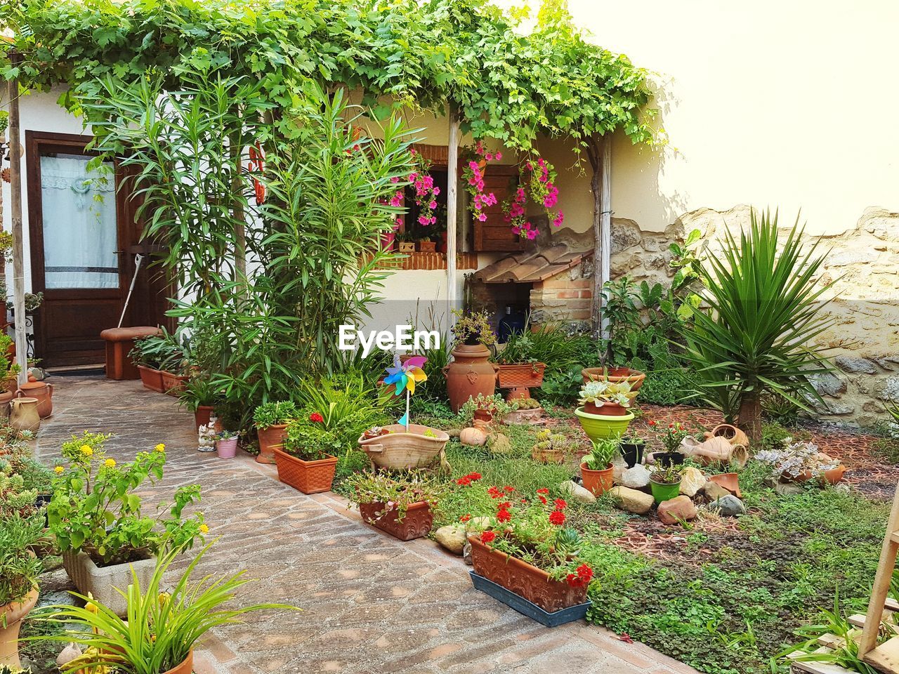 POTTED PLANTS AND TREE OUTSIDE HOUSE