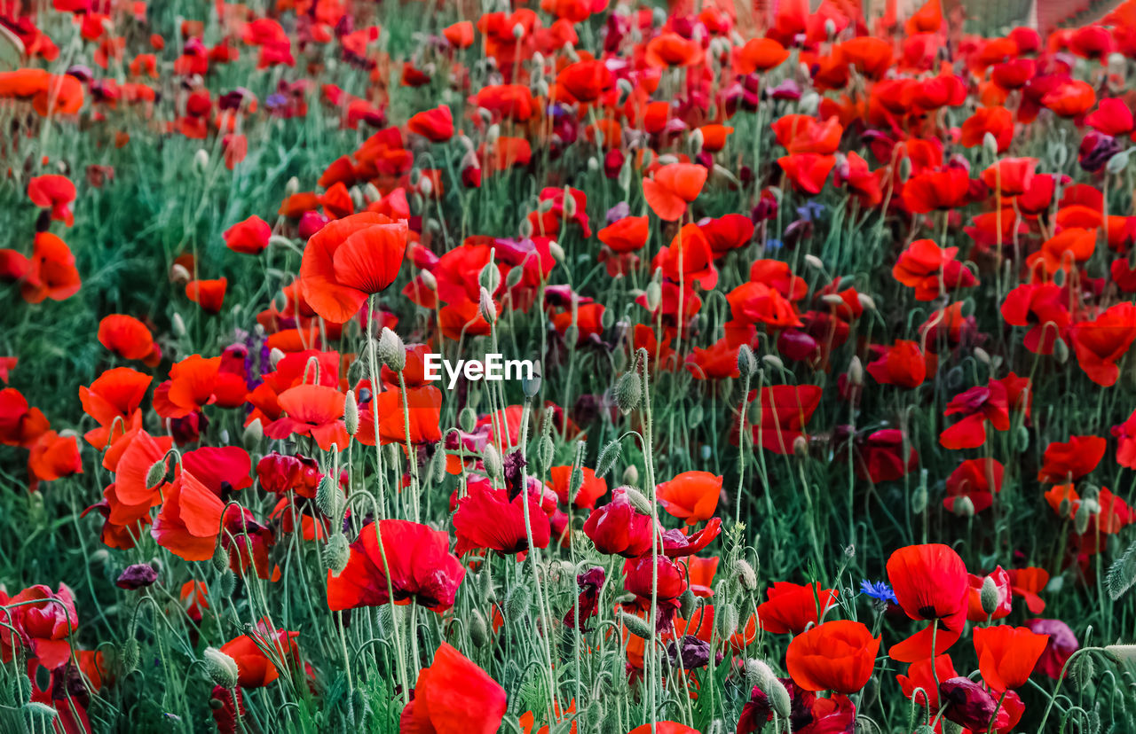 Beautiful red poppy flowers on the meadow. summer background
