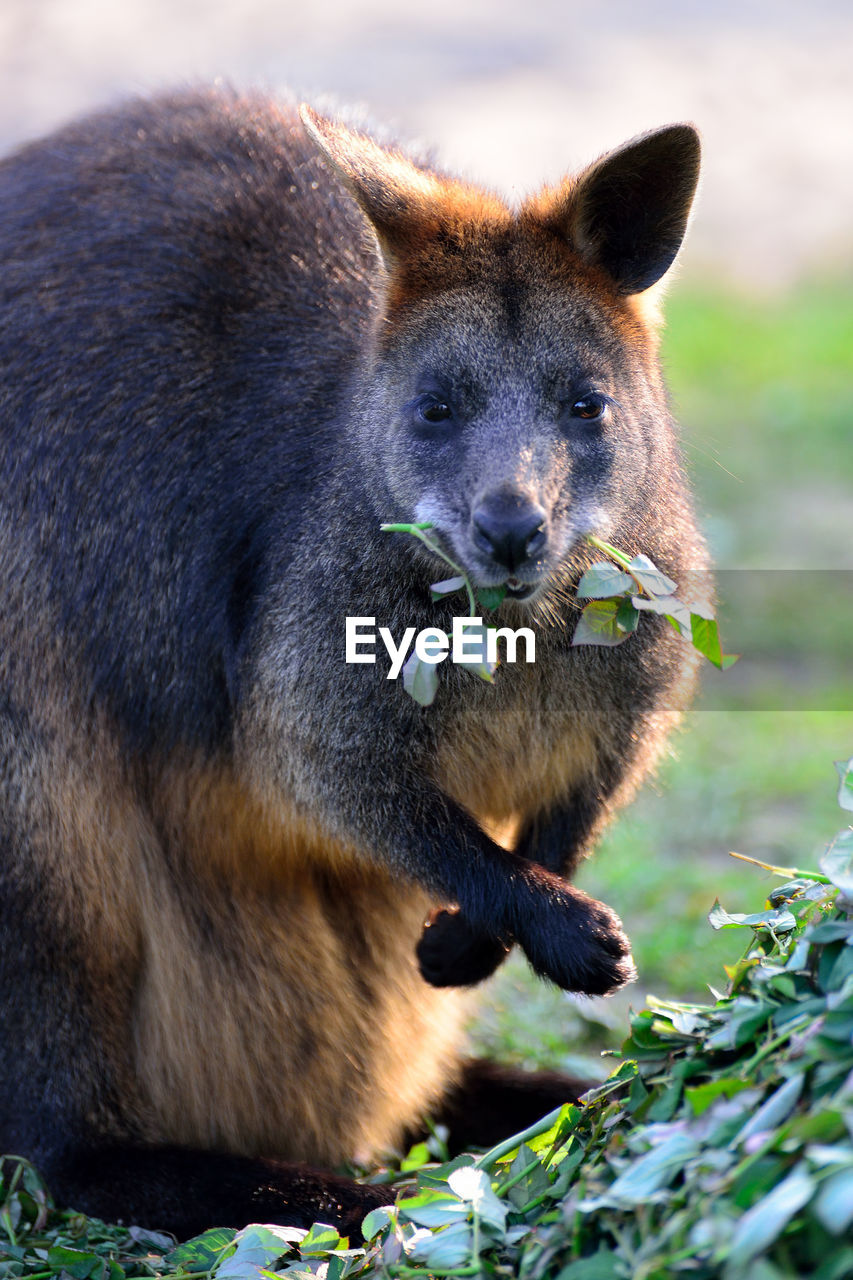 Portrait of kangaroo eating plant