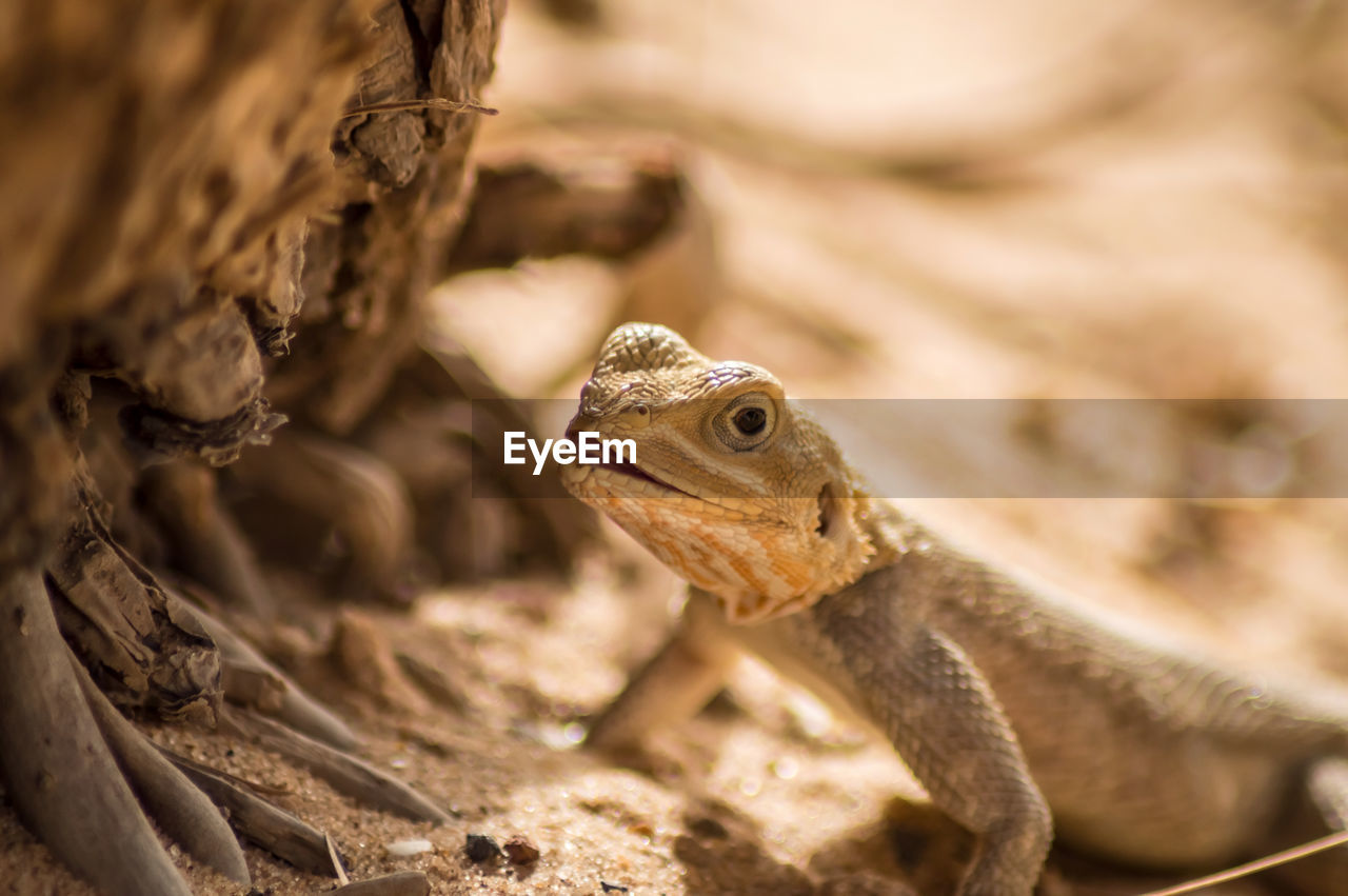 CLOSE-UP OF LIZARD