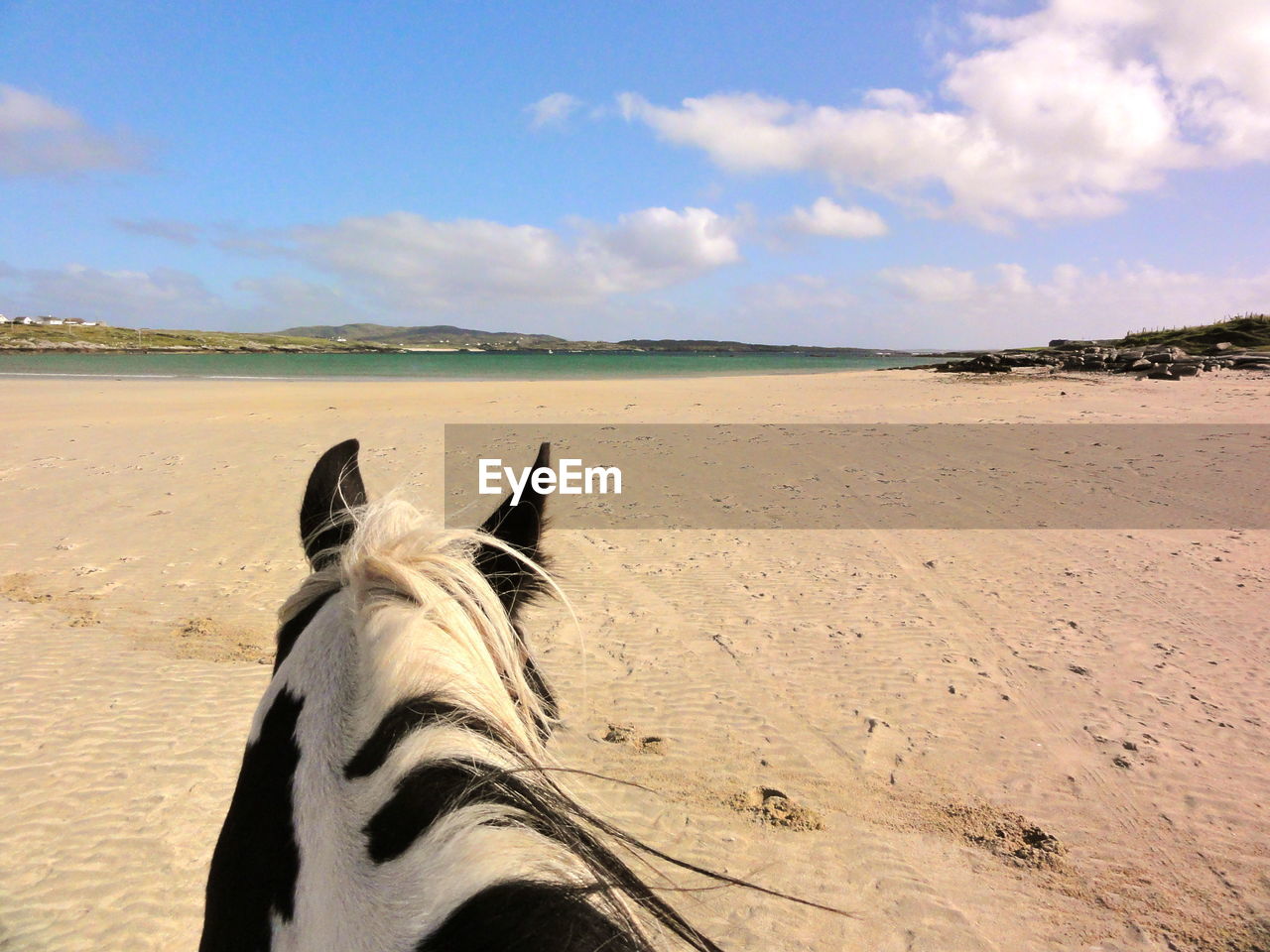Cropped horse on beach