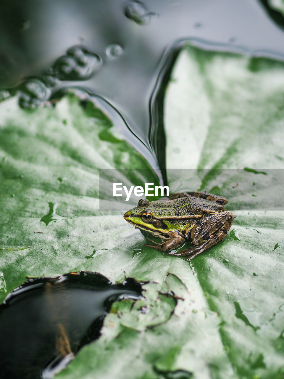 CLOSE-UP OF GRASSHOPPER ON LEAF