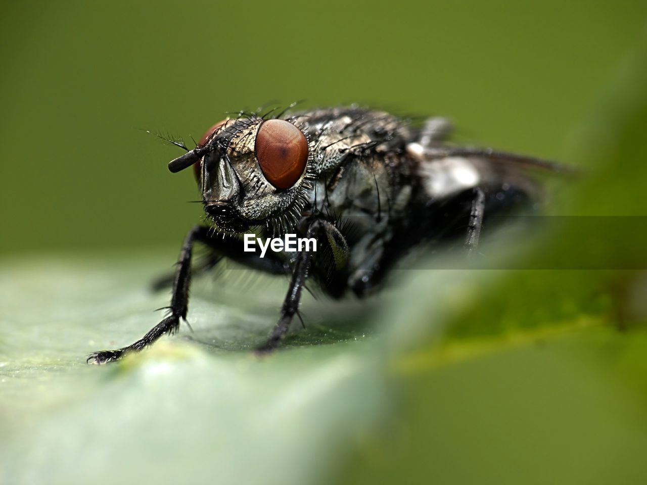 Close-up of fly on plant