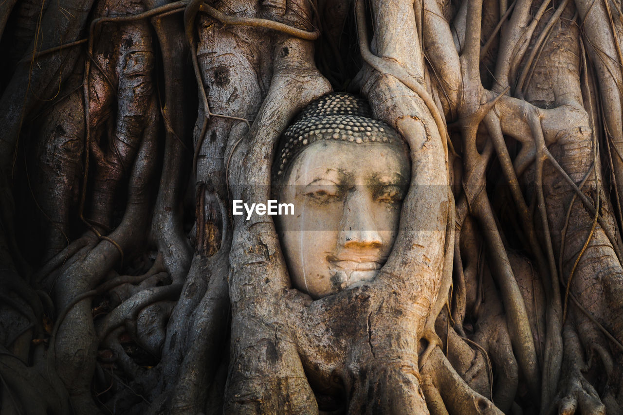 Close-up of buddha statue in tree