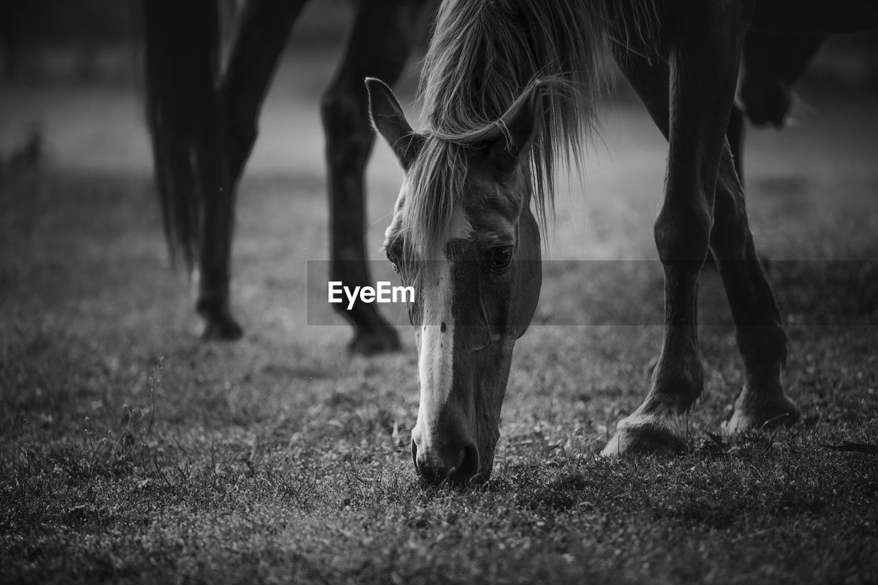 HORSES GRAZING IN FIELD