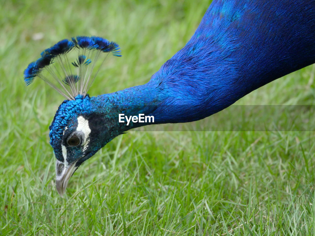 Close-up of peacock on field