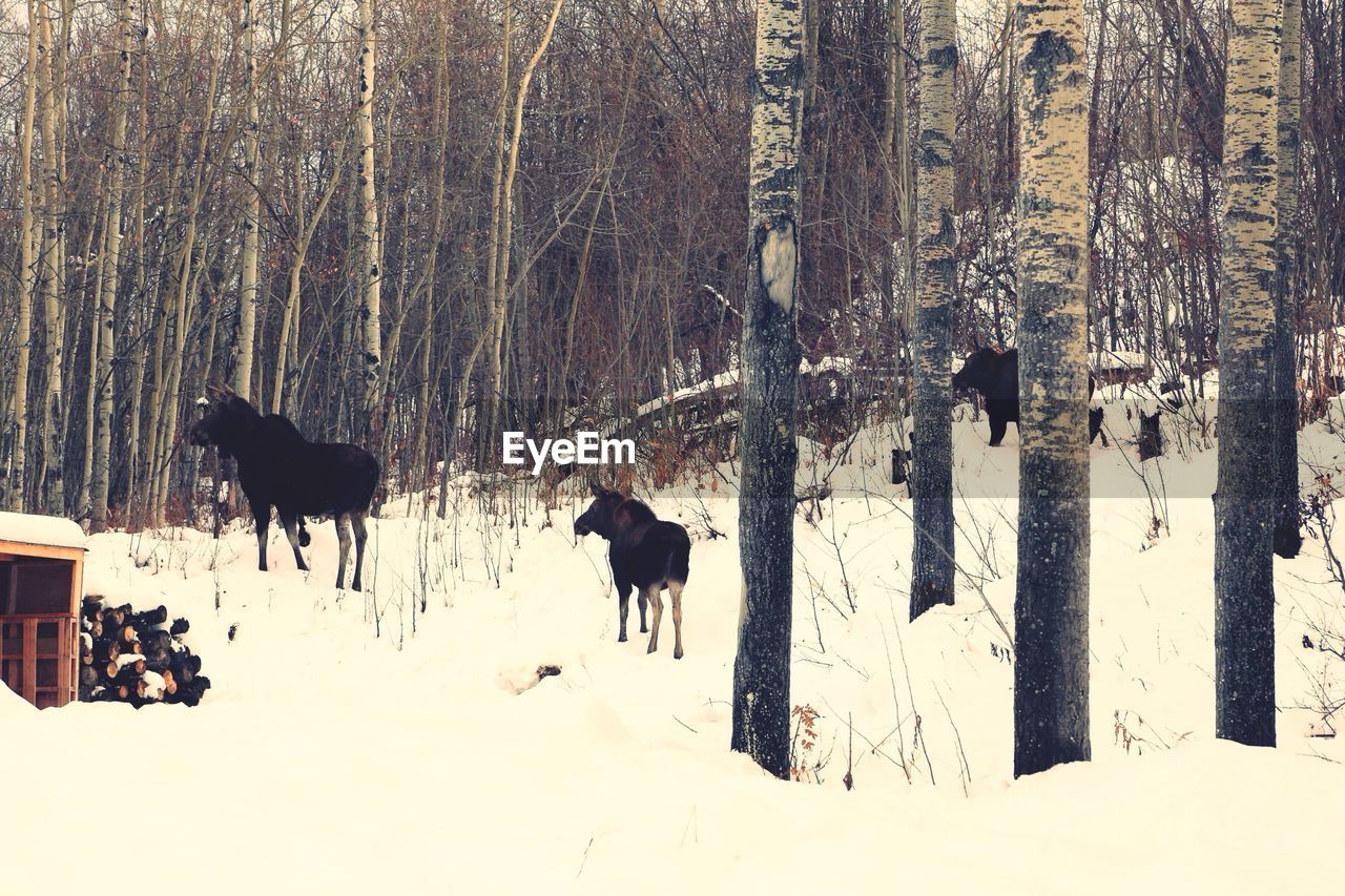 Three moose standing on snow