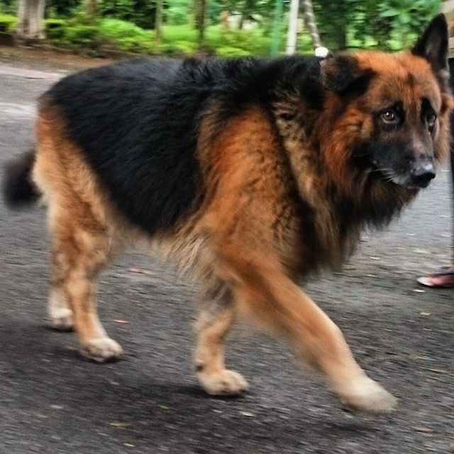 VIEW OF DOG ON GROUND