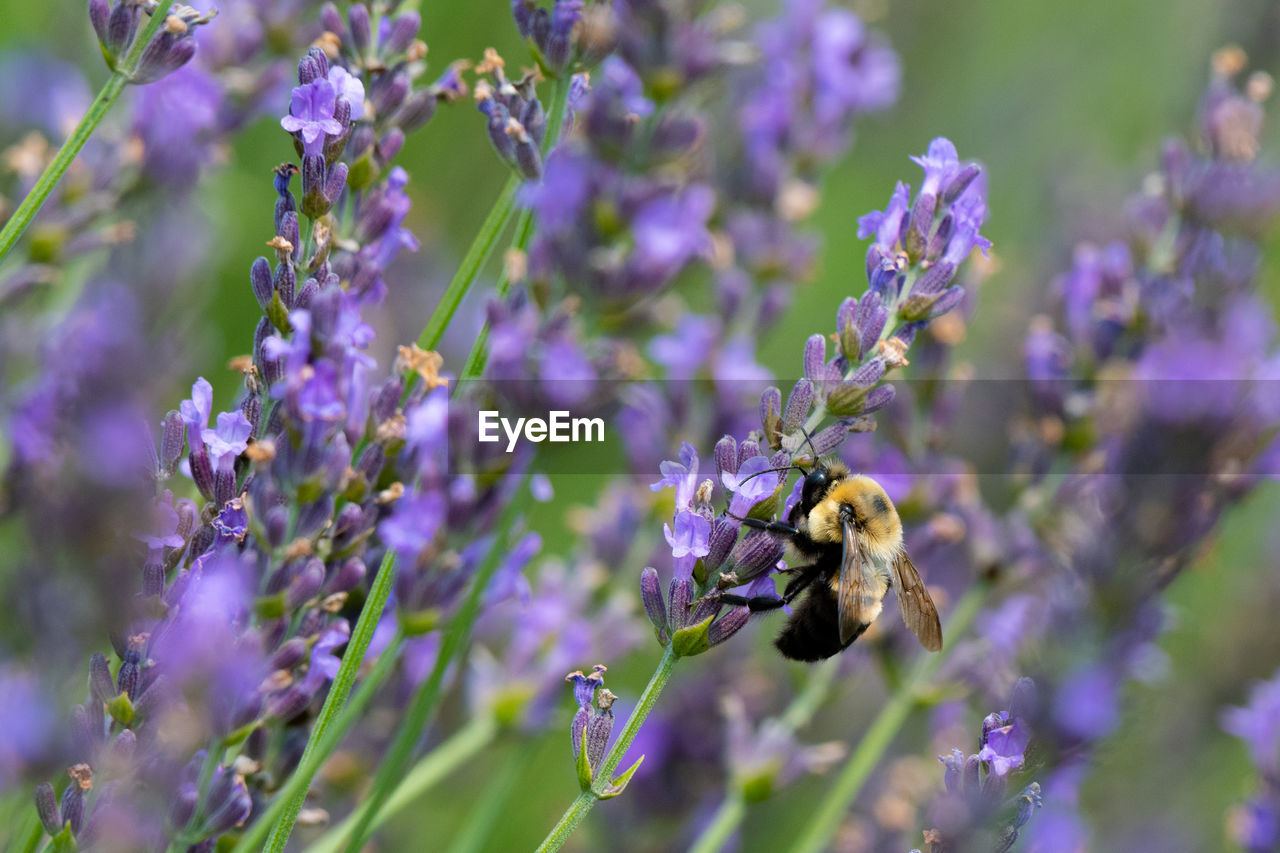 Closeup of a bumblebee pollinating a lavender flower - michigan