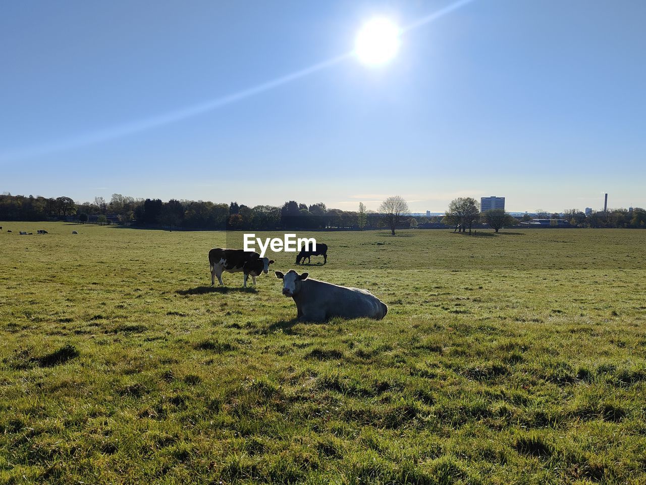 COW GRAZING IN THE FIELD