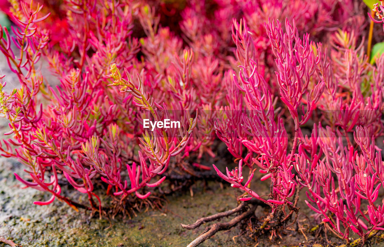 CLOSE-UP OF PINK FLOWERING PLANT IN GARDEN