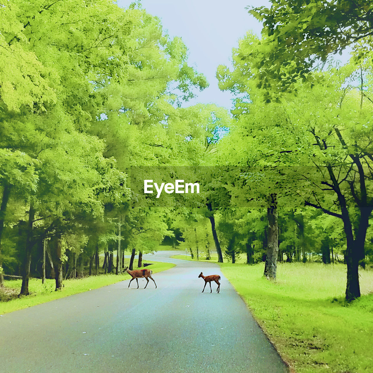 VIEW OF TREES ON ROAD