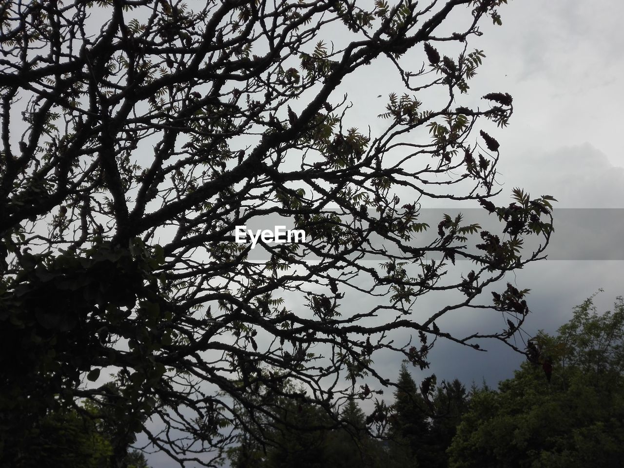 LOW ANGLE VIEW OF TREE BRANCH AGAINST SKY
