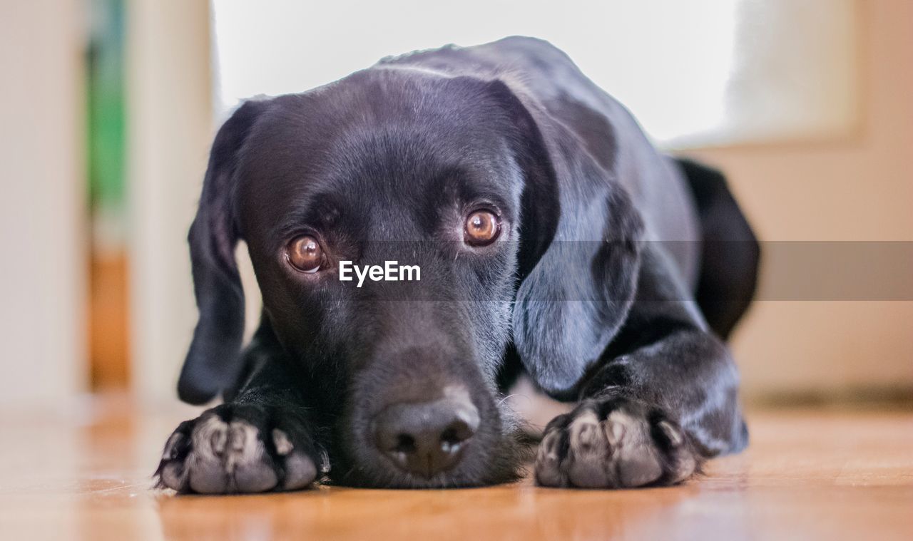 Close-up portrait of black dog relaxing on floor at home