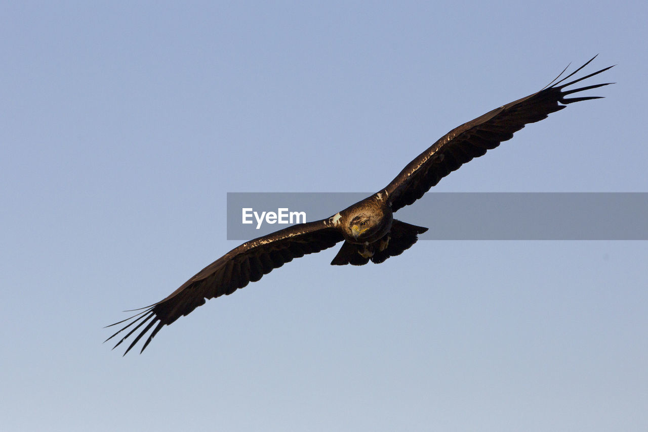 LOW ANGLE VIEW OF EAGLE FLYING AGAINST CLEAR BLUE SKY