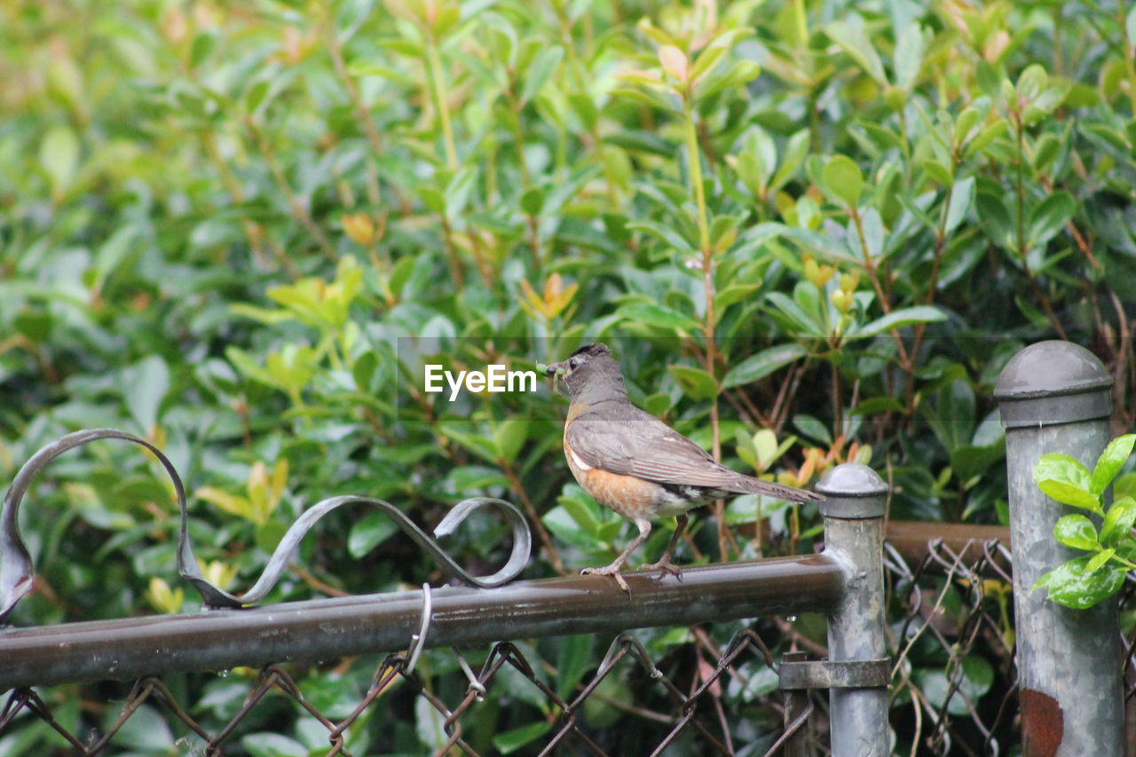 BIRD PERCHING ON TREE