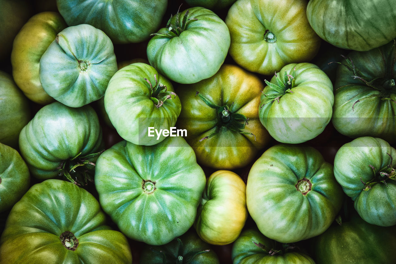 Green tomatoes harvested at organic homestead garden, homegrown veggies food background