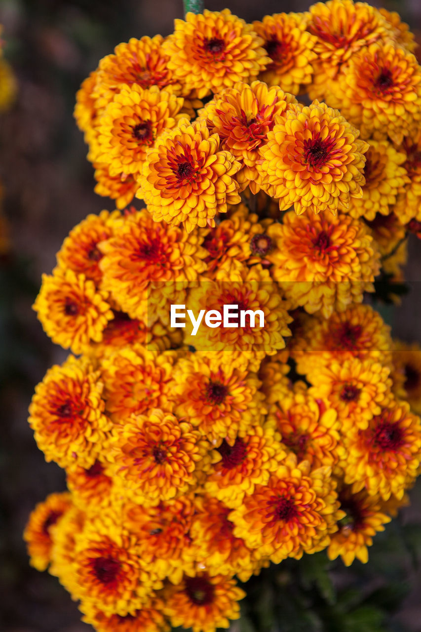 CLOSE-UP OF MARIGOLD FLOWERS