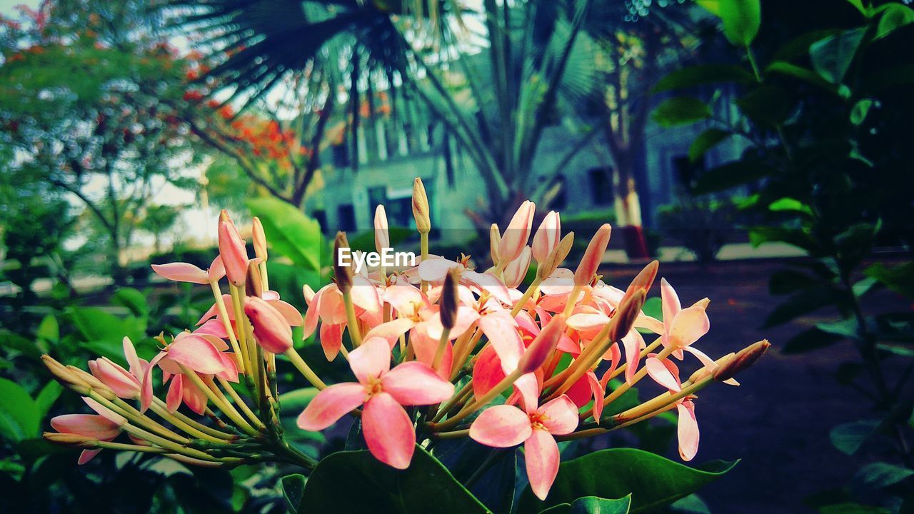 Close-up of flowers blooming outdoors