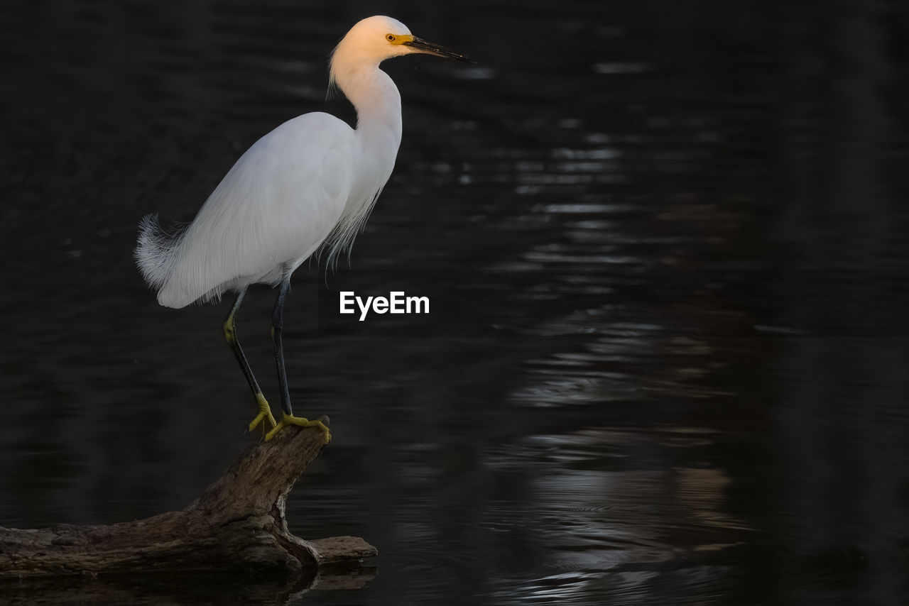 Snowy egret perched on log in water sunset orange on head