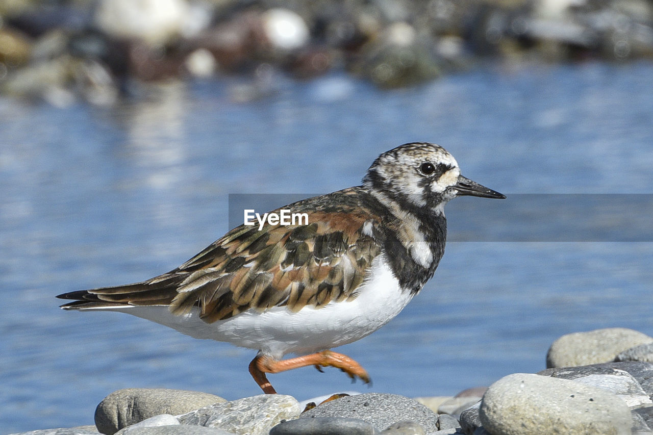 Close-up of bird by water