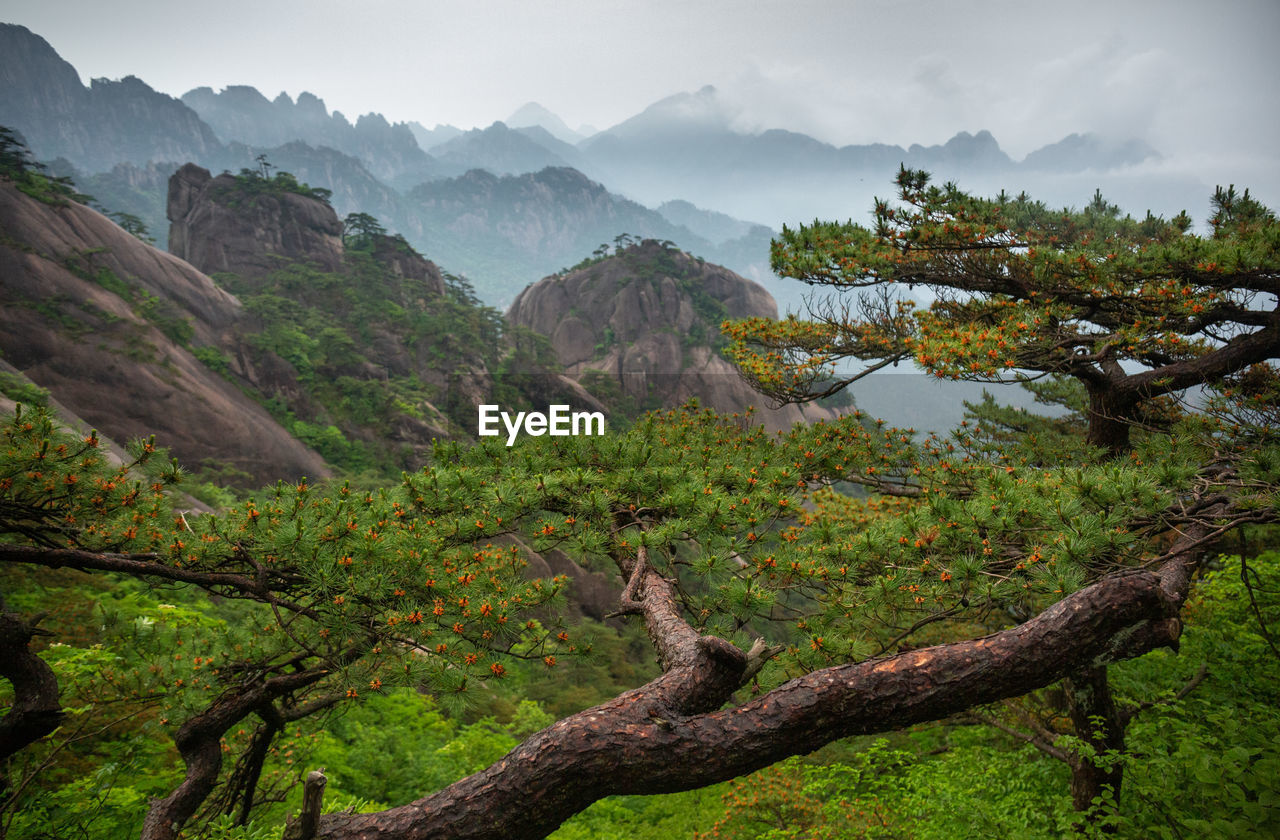 Scenic view of trees and mountains against sky