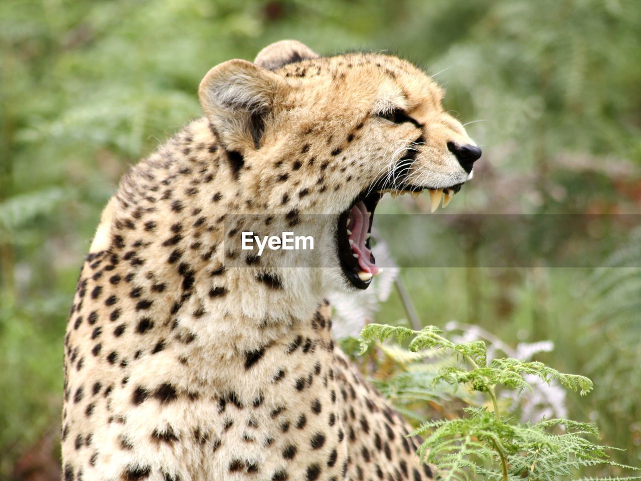 Close-up of cheetah snarling
