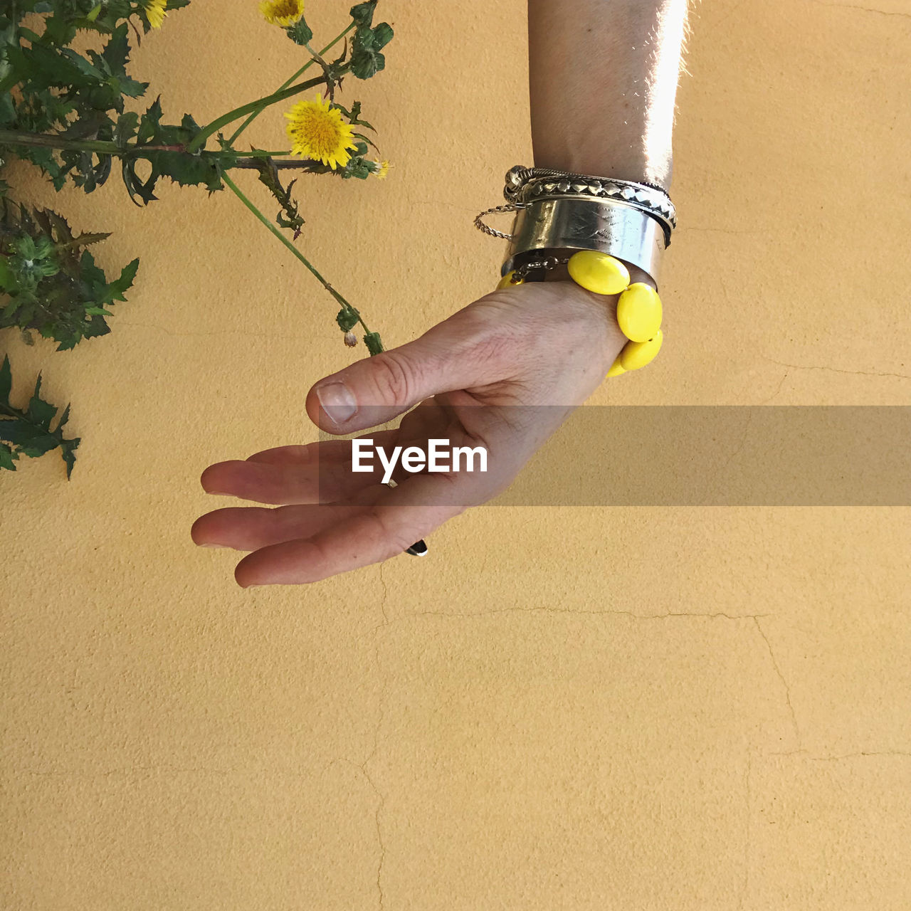 Cropped hand of person holding plant