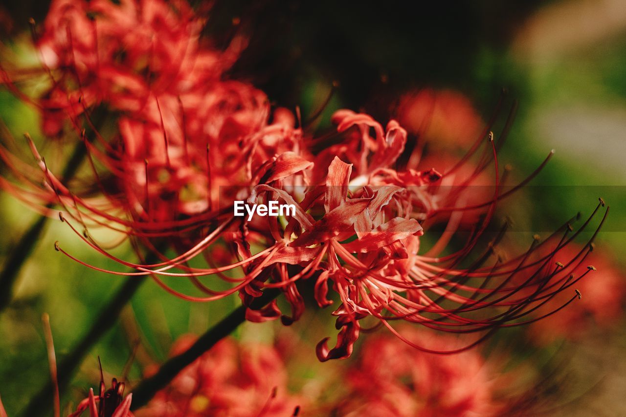 CLOSE-UP OF RED FLOWERS BLOOMING IN GARDEN