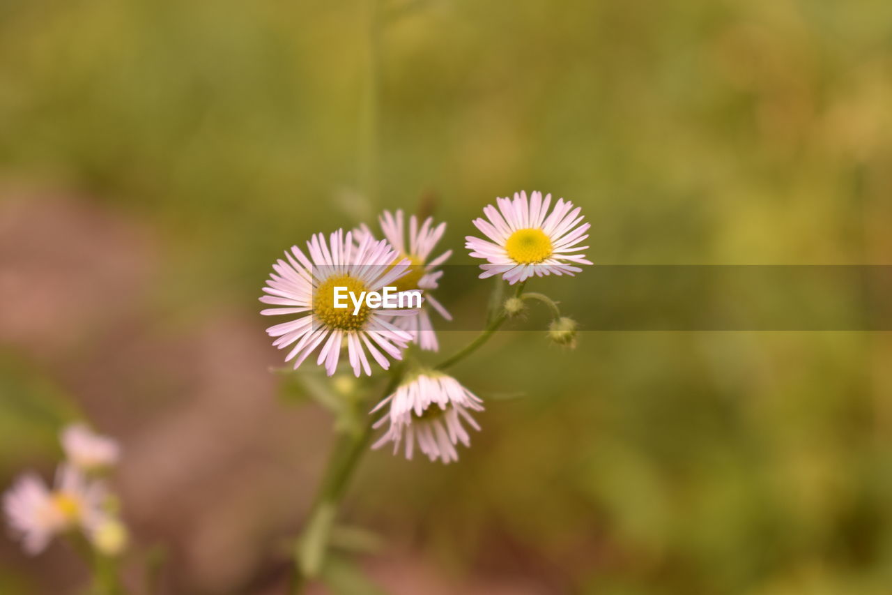 Close-up of flowering plant