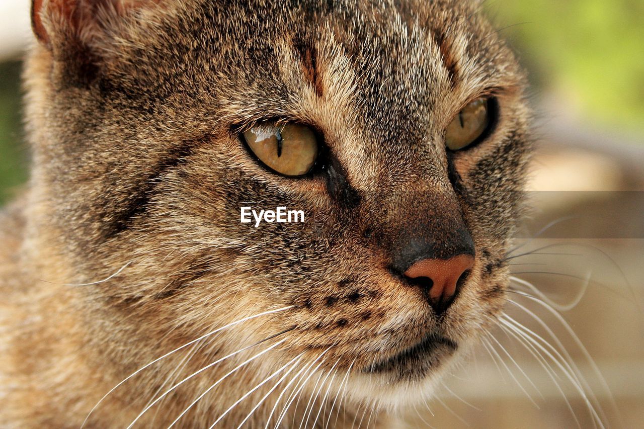 Close-up portrait of cat