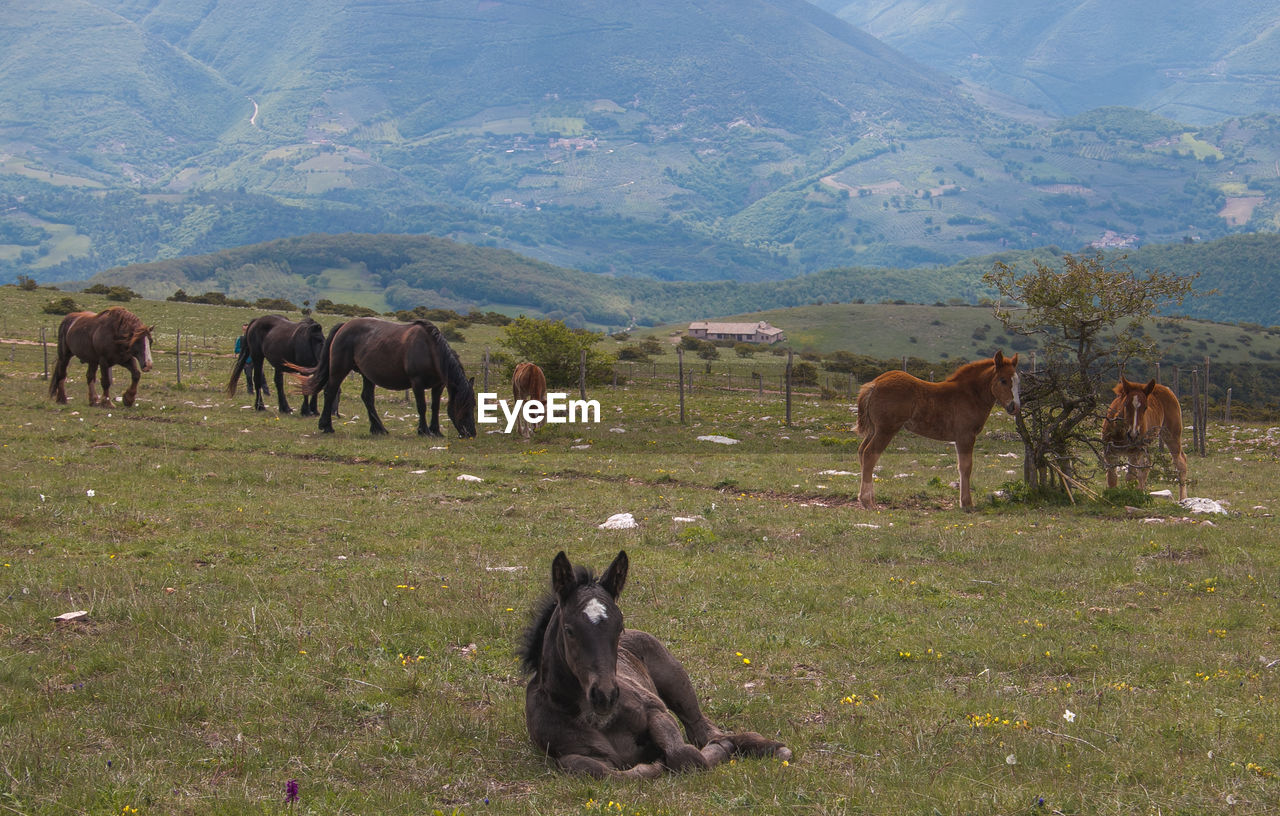 HORSES IN A FIELD