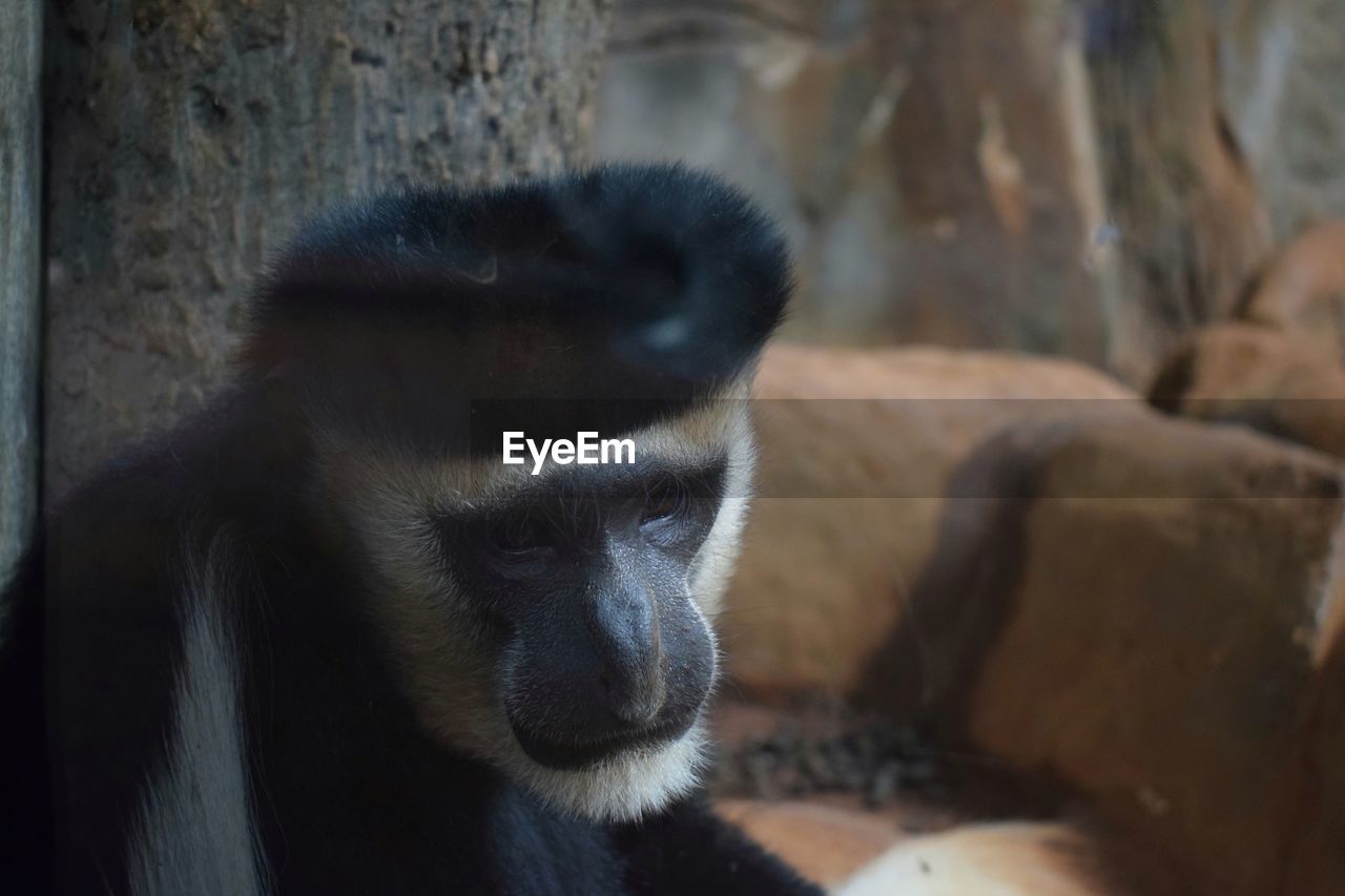 CLOSE-UP OF DOG LOOKING AT ZOO