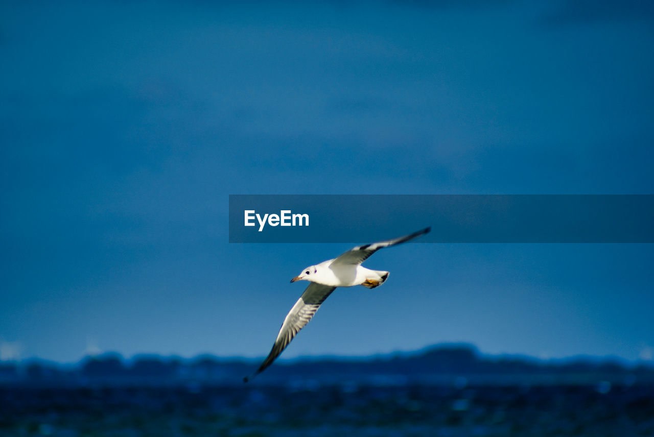 SEAGULL FLYING OVER A BLUE SKY