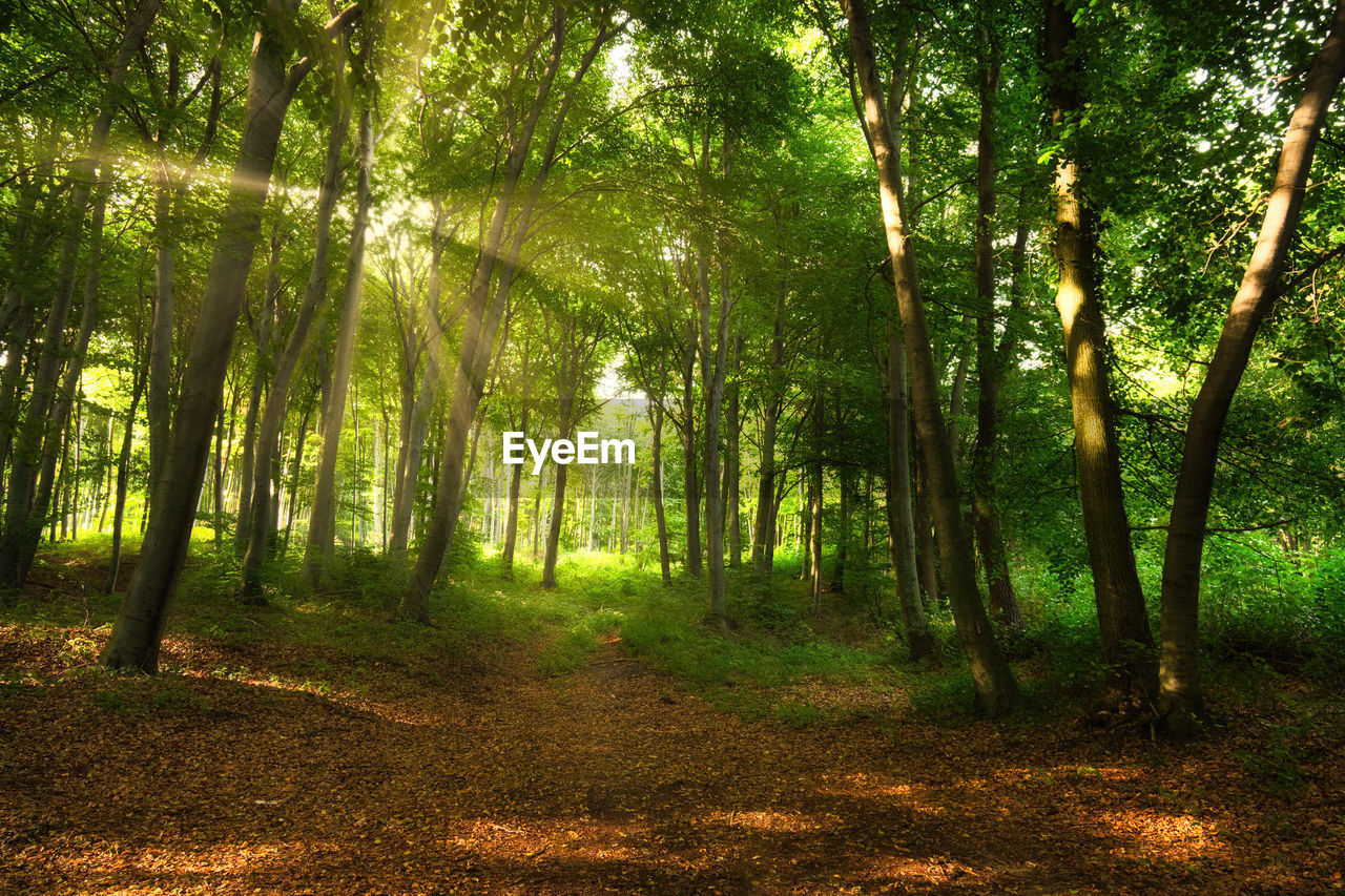 VIEW OF TREES IN FOREST