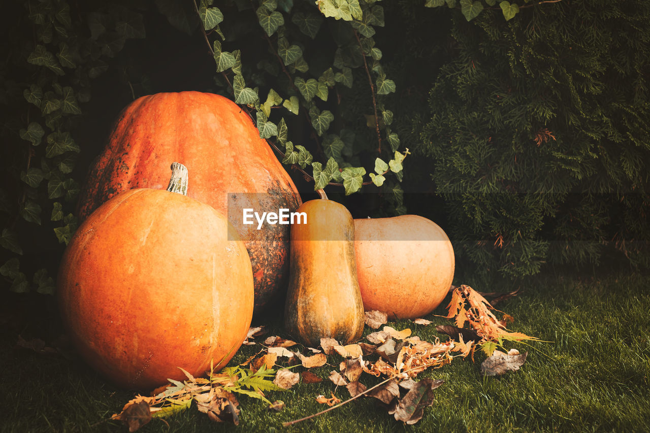 CLOSE-UP OF PUMPKINS IN AUTUMN