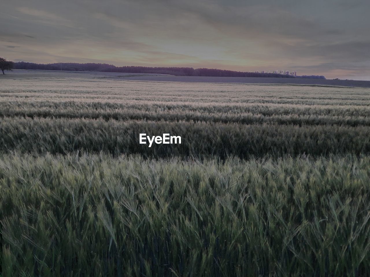 WHEAT GROWING ON FIELD AGAINST SKY