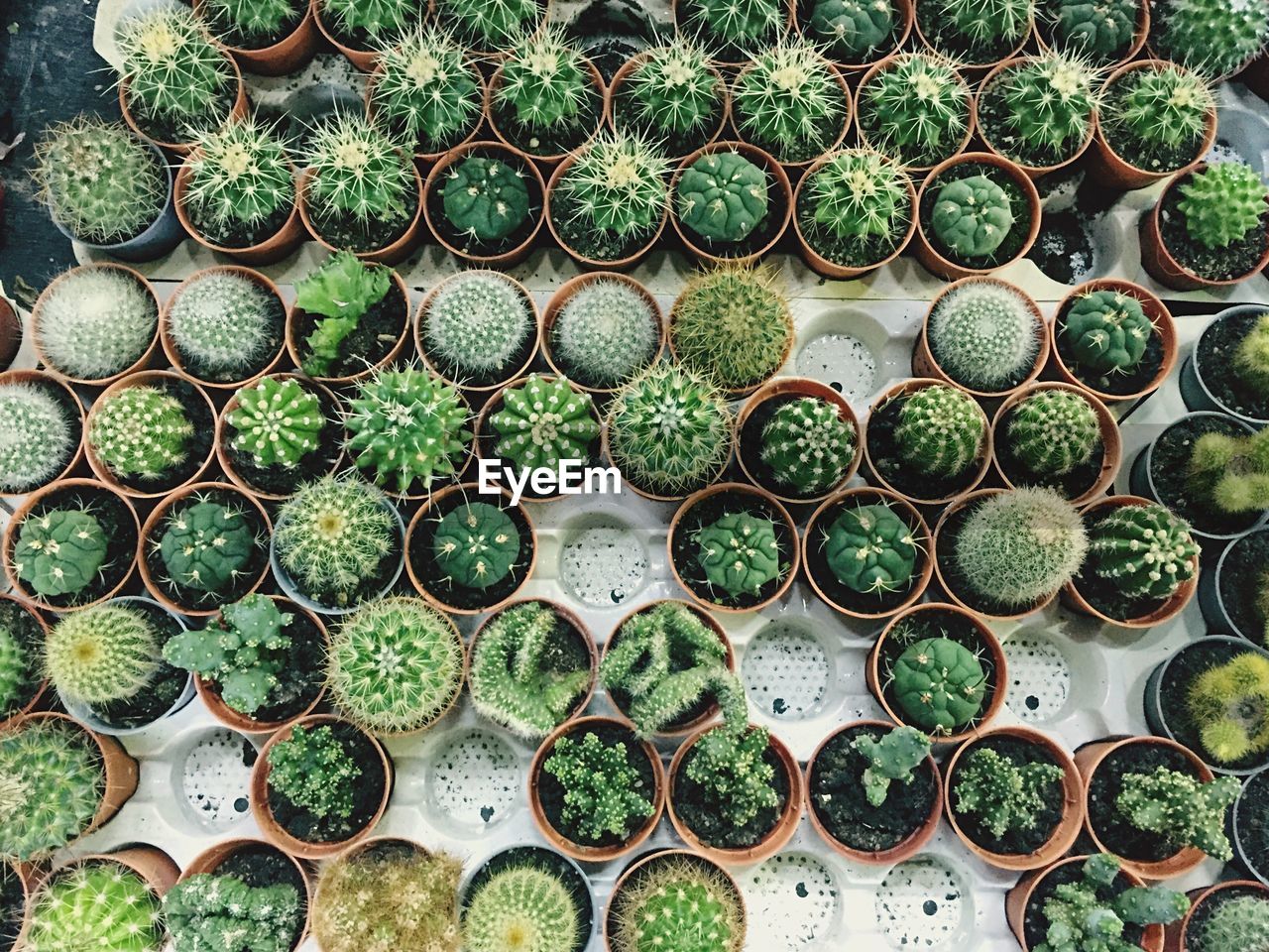 Full frame shot of potted cactus plants