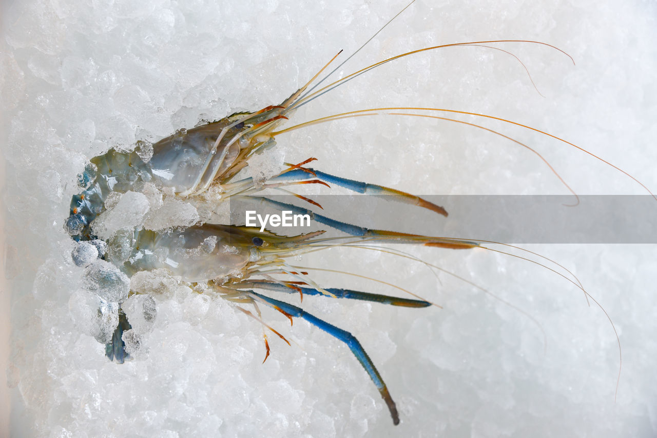 HIGH ANGLE VIEW OF DEAD FISH ON ICE