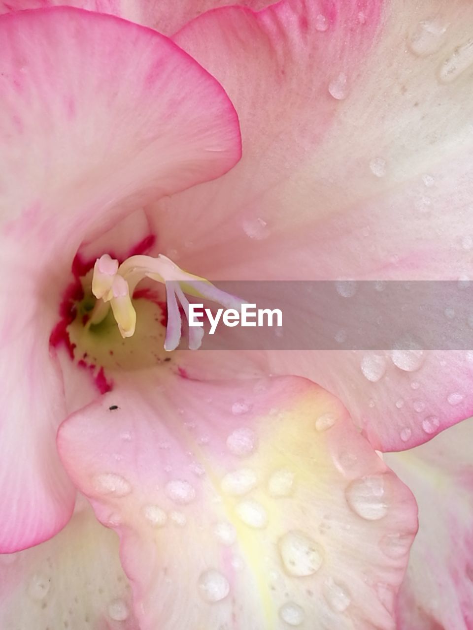 Close-up of wet pink flower