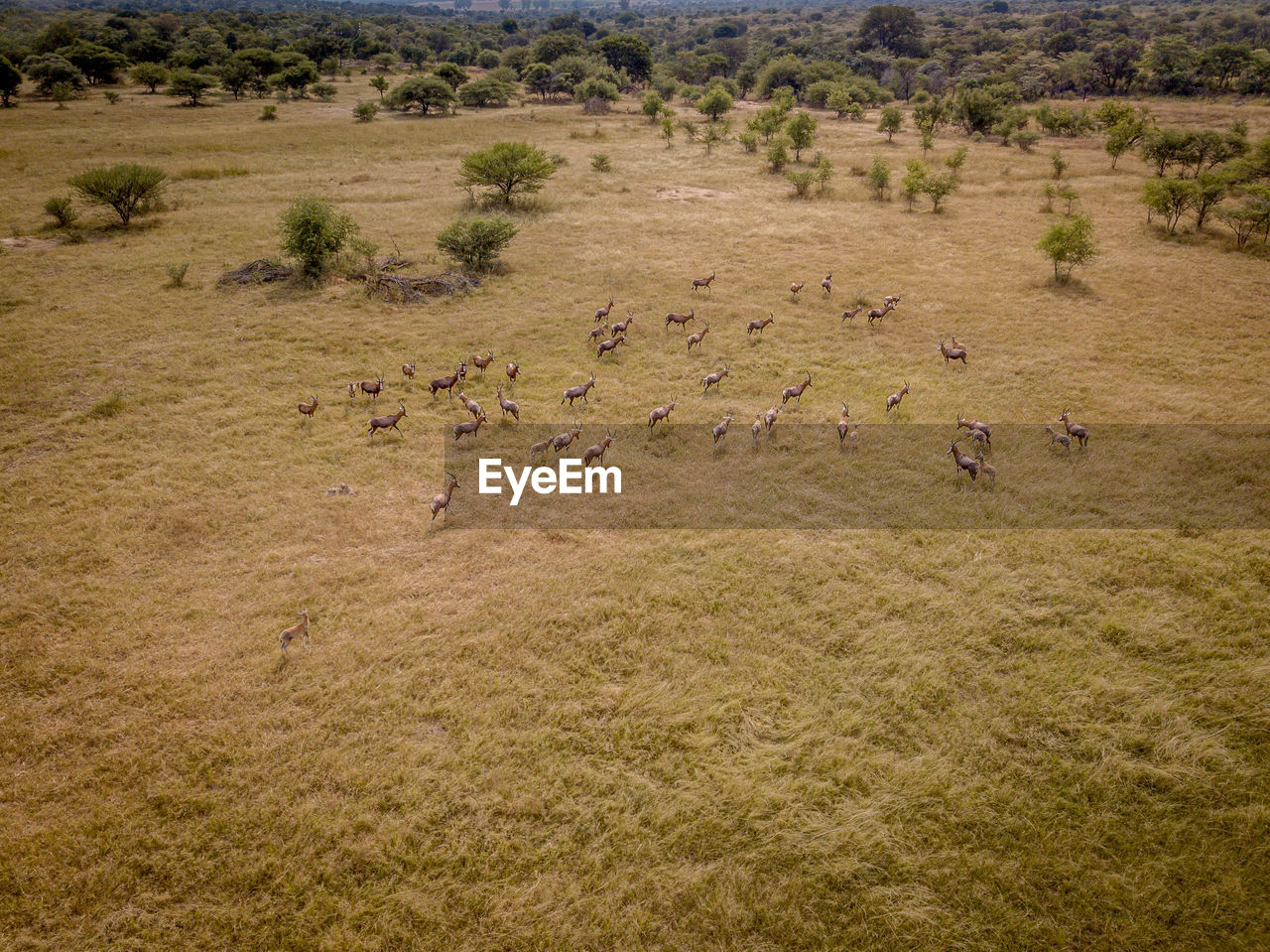 HIGH ANGLE VIEW OF FLOCK OF BIRDS IN THE LAND