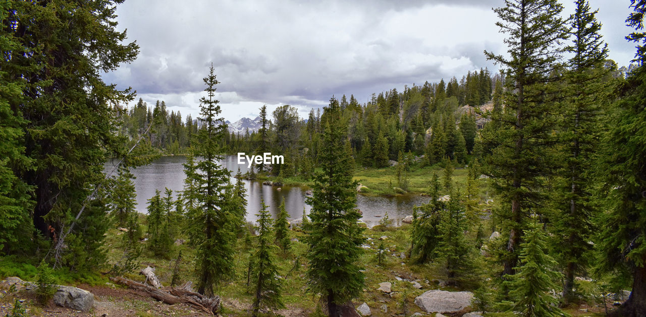 Panoramic view of pine trees by lake in forest against sky