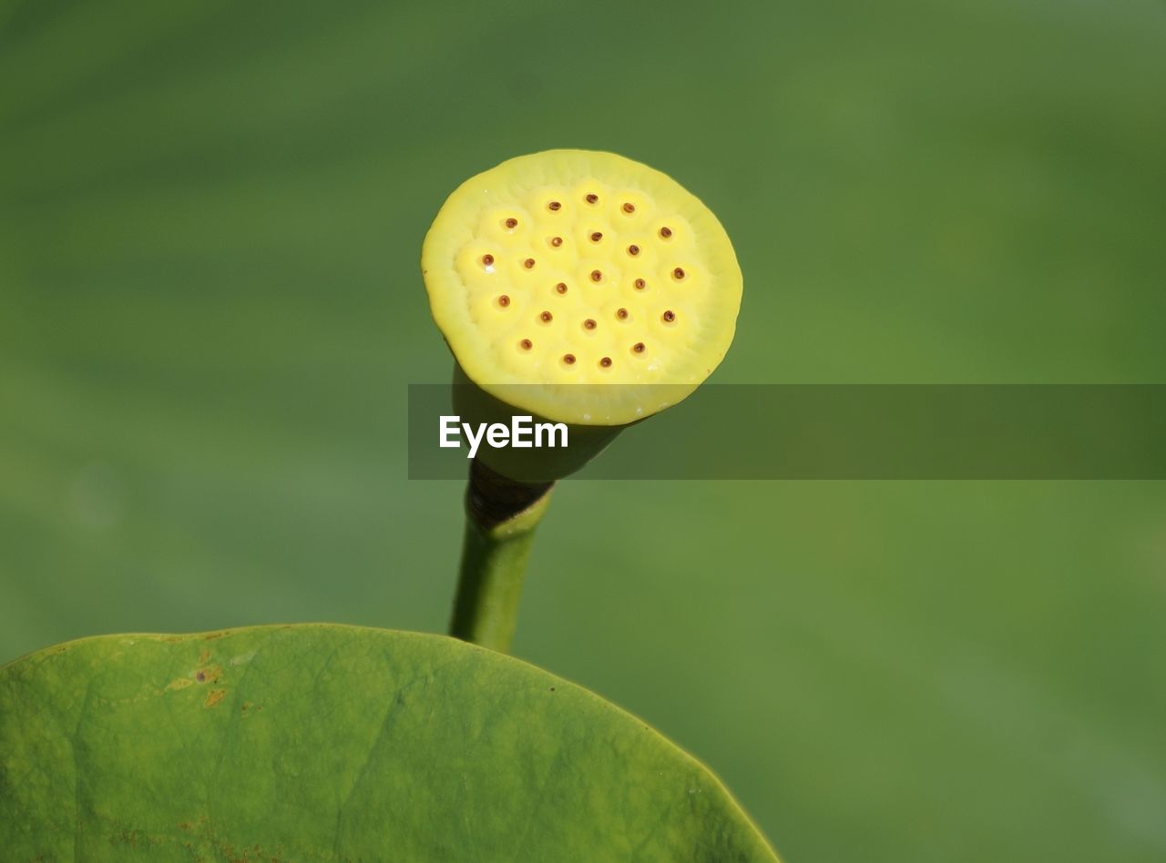 Close-up of green lotus
