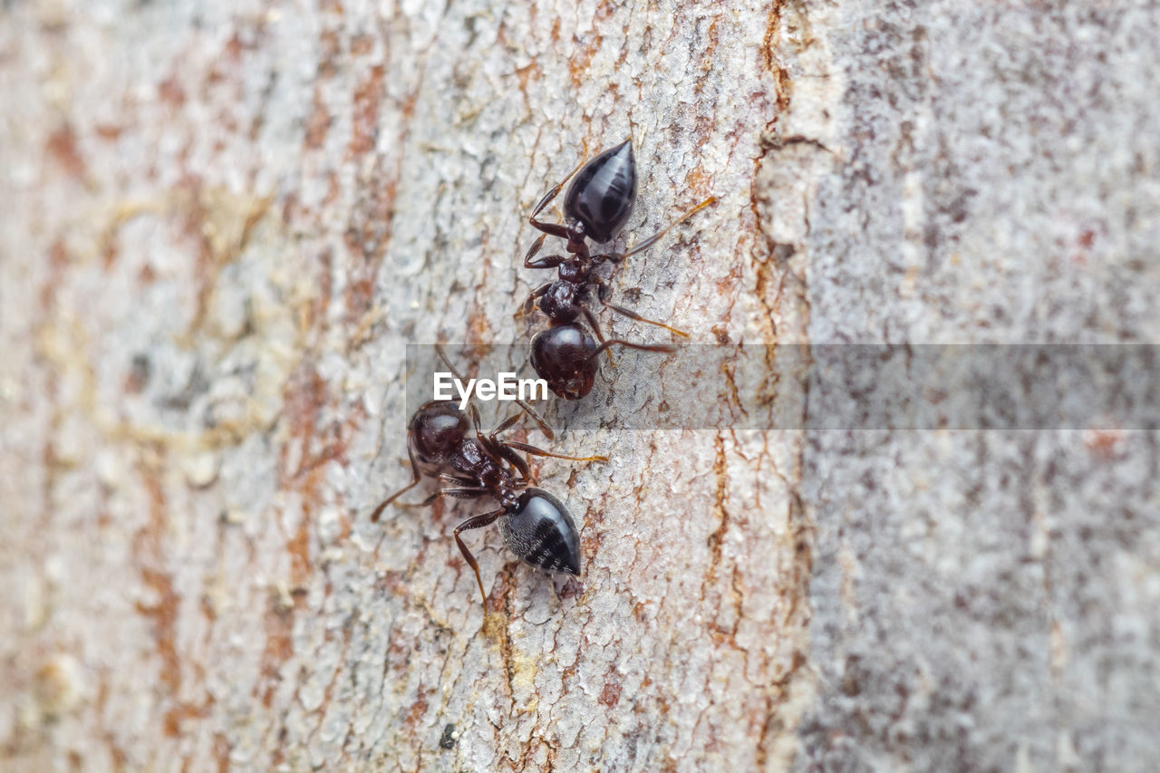 CLOSE-UP OF ANTS