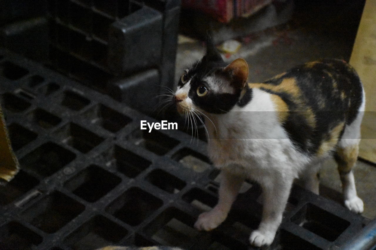 Close-up of cat sitting outdoors