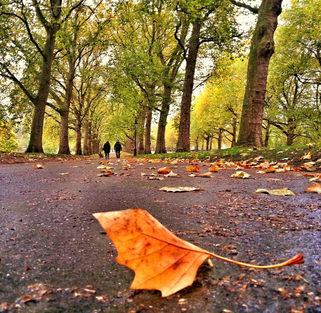 Close-up of autumn leaves with people walking in background