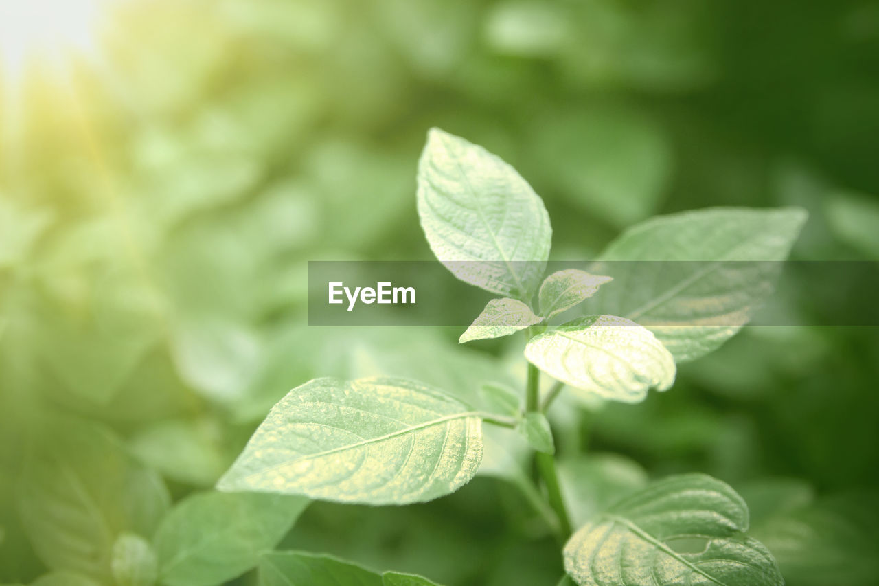 Close-up of plants growing outdoors